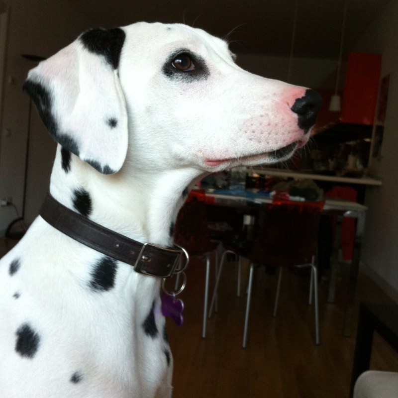 Una pelosetta di nome&nbsp;Lilli